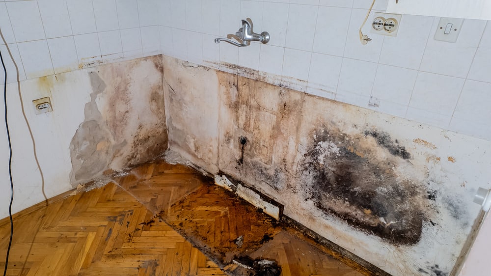 Mold from water damage