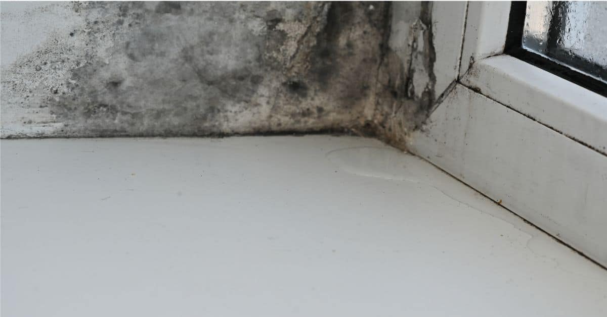 How Fast Does Mold Grow After a Leak? A Timeline of Water Damage